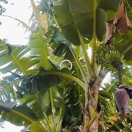 Pe De Pitanga - Unica Casa Arborizada Do Quarteirao Com Arvores Frutiferas Maringá Zewnętrze zdjęcie