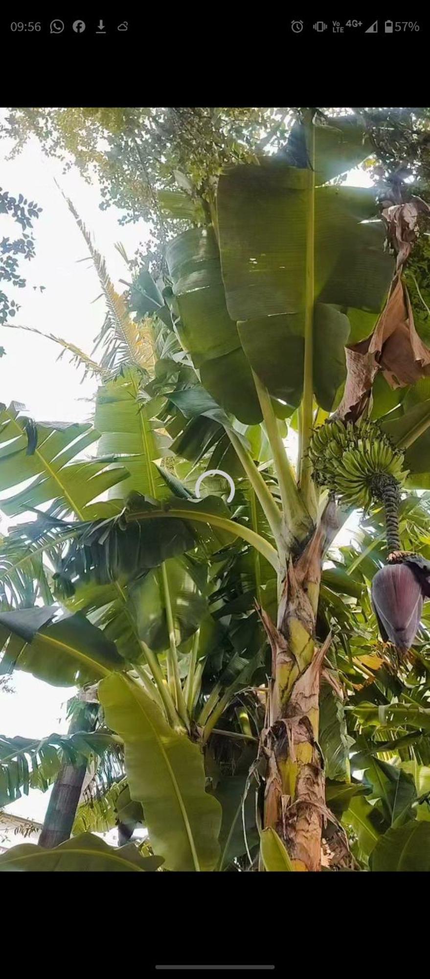 Pe De Pitanga - Unica Casa Arborizada Do Quarteirao Com Arvores Frutiferas Maringá Zewnętrze zdjęcie